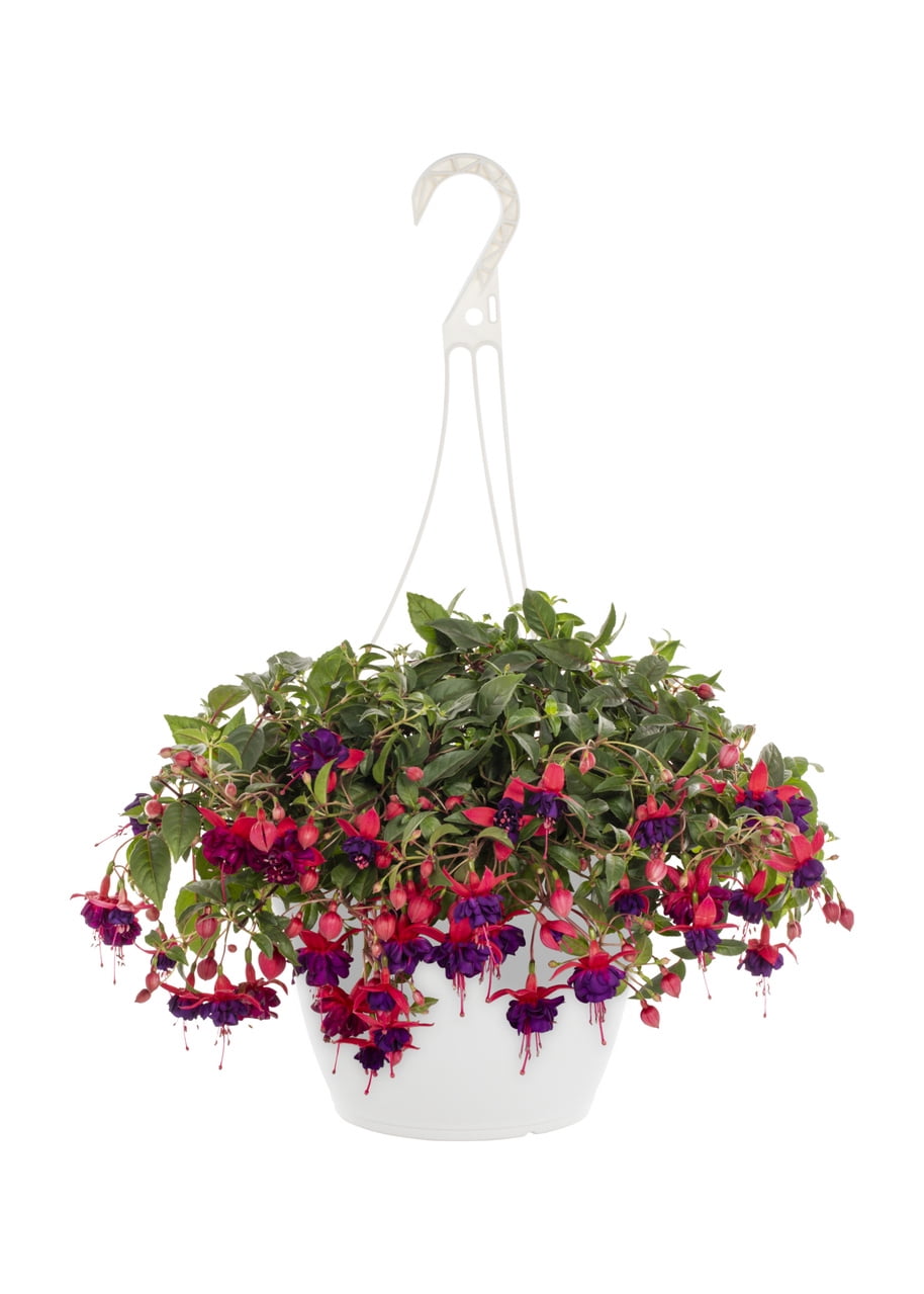 Expert Gardener 1.5gal Multicolor Fuchsia Live Annual Plant