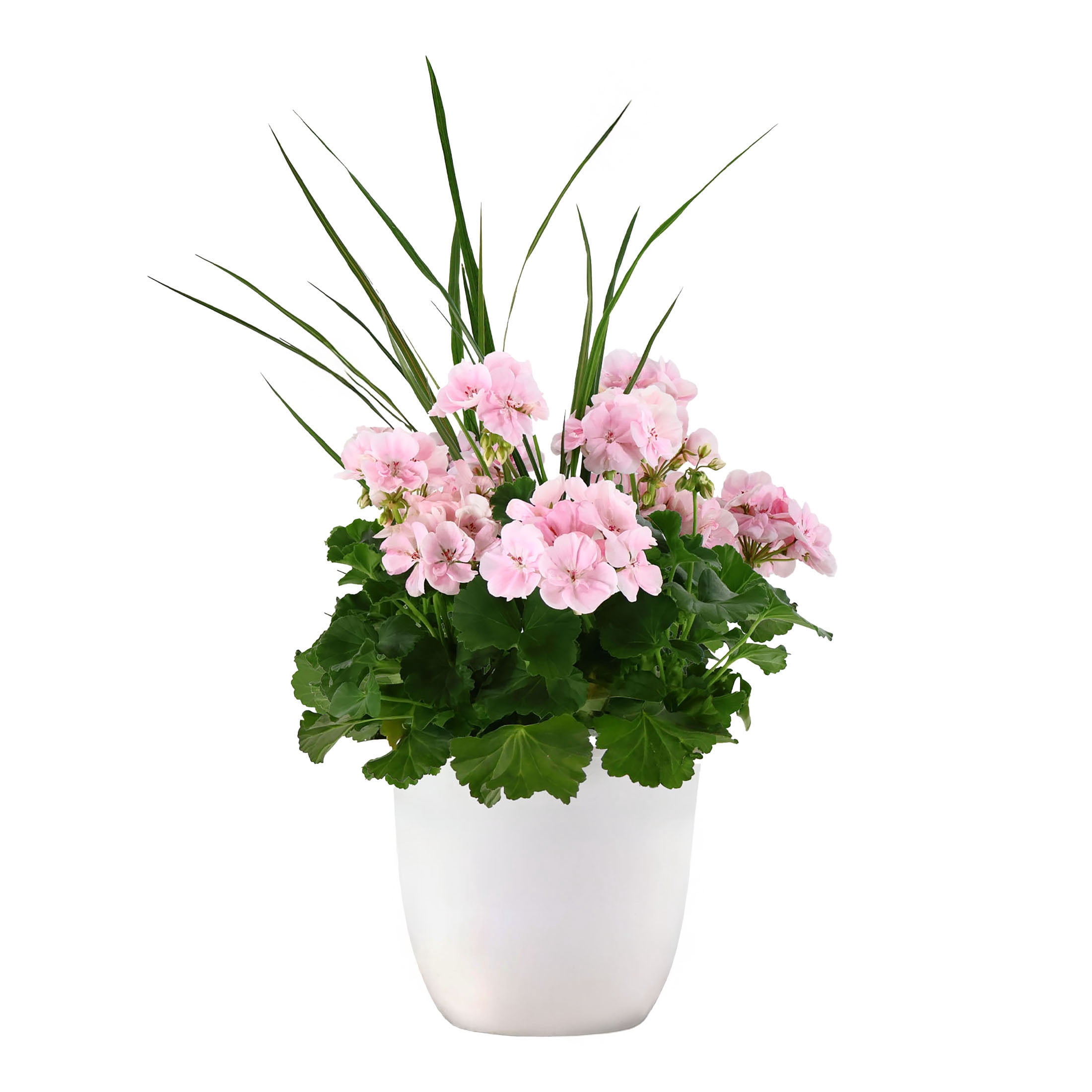 Expert Gardener 18