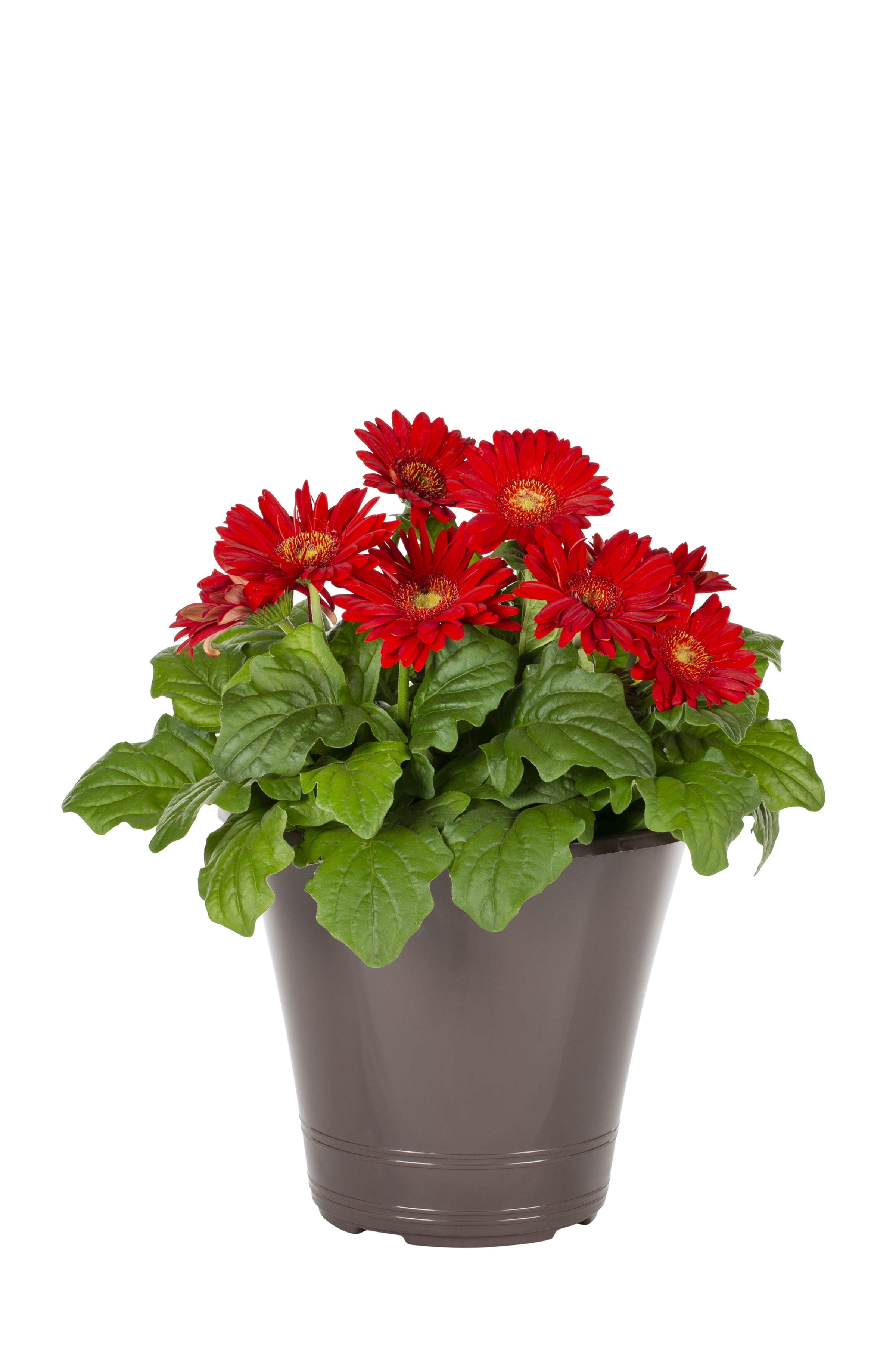 Expert Gardener Gerbera Daisy Live Plant, 1.5 gal Decorative Planter