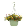 thumbnail image 1 of Expert Gardener 1.5gal Multicolor Portulaca Live Annual Plant Hanging Basket Sun, 1 of 8