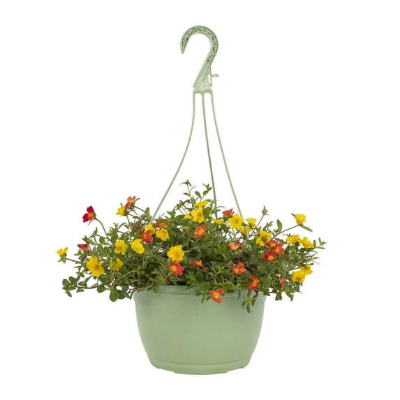 Expert Gardener 1.5gal Multicolor Portulaca Live Annual Plant Hanging Basket Sun