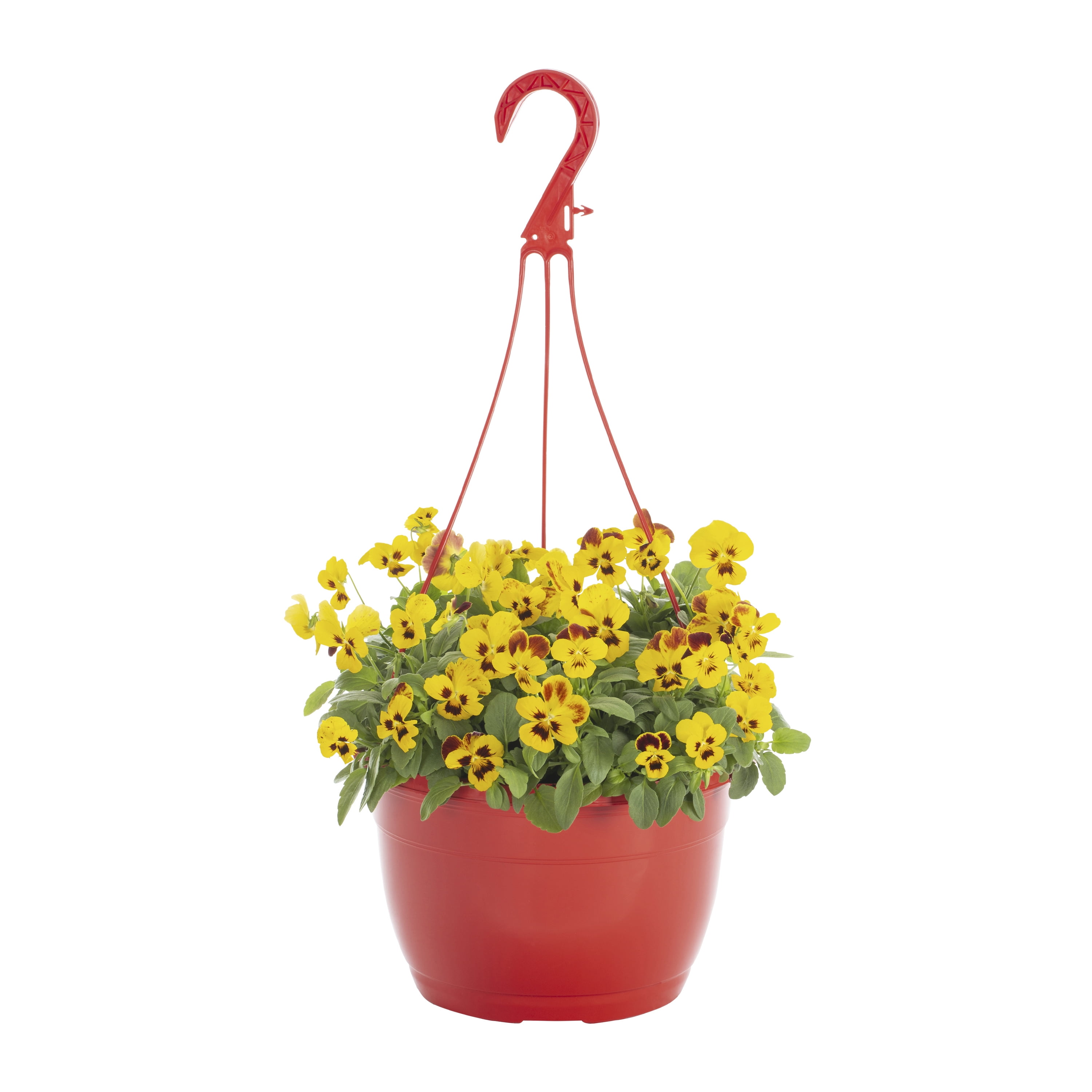 Expert Gardener 1.5G Multicolor Trailing Pansy Live Plants with Hanging Basket