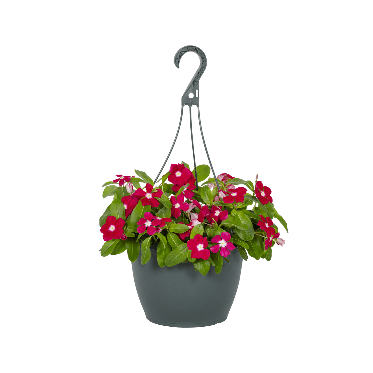 Expert Gardener 1.5G Multicolor Trailing Vinca Live Plants with Hanging Basket