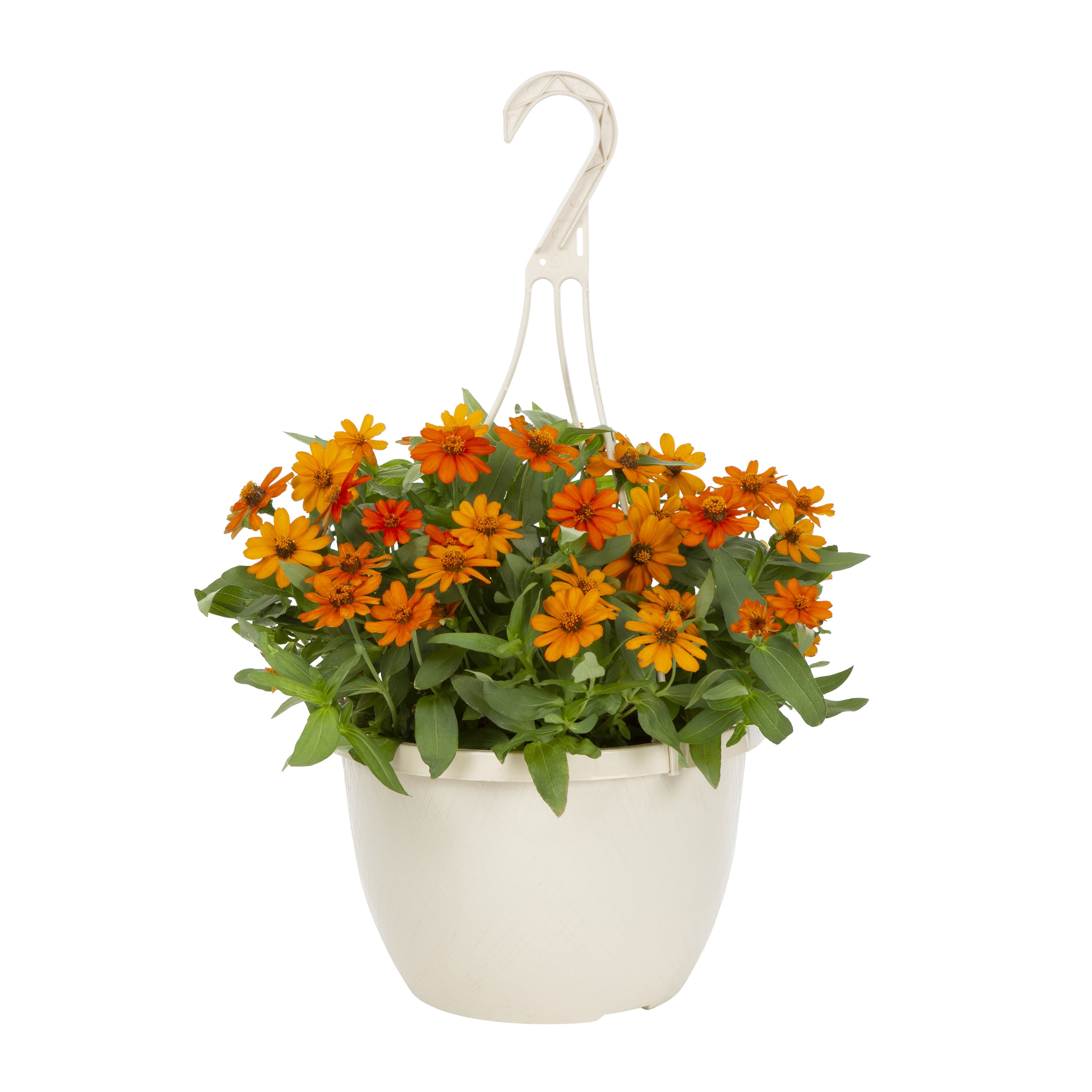 Zinnia live deals