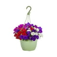 thumbnail image 1 of Expert Gardener 1.5gal Multicolor Petunia Live Annual Plant Decorative Pot Sun, 1 of 13