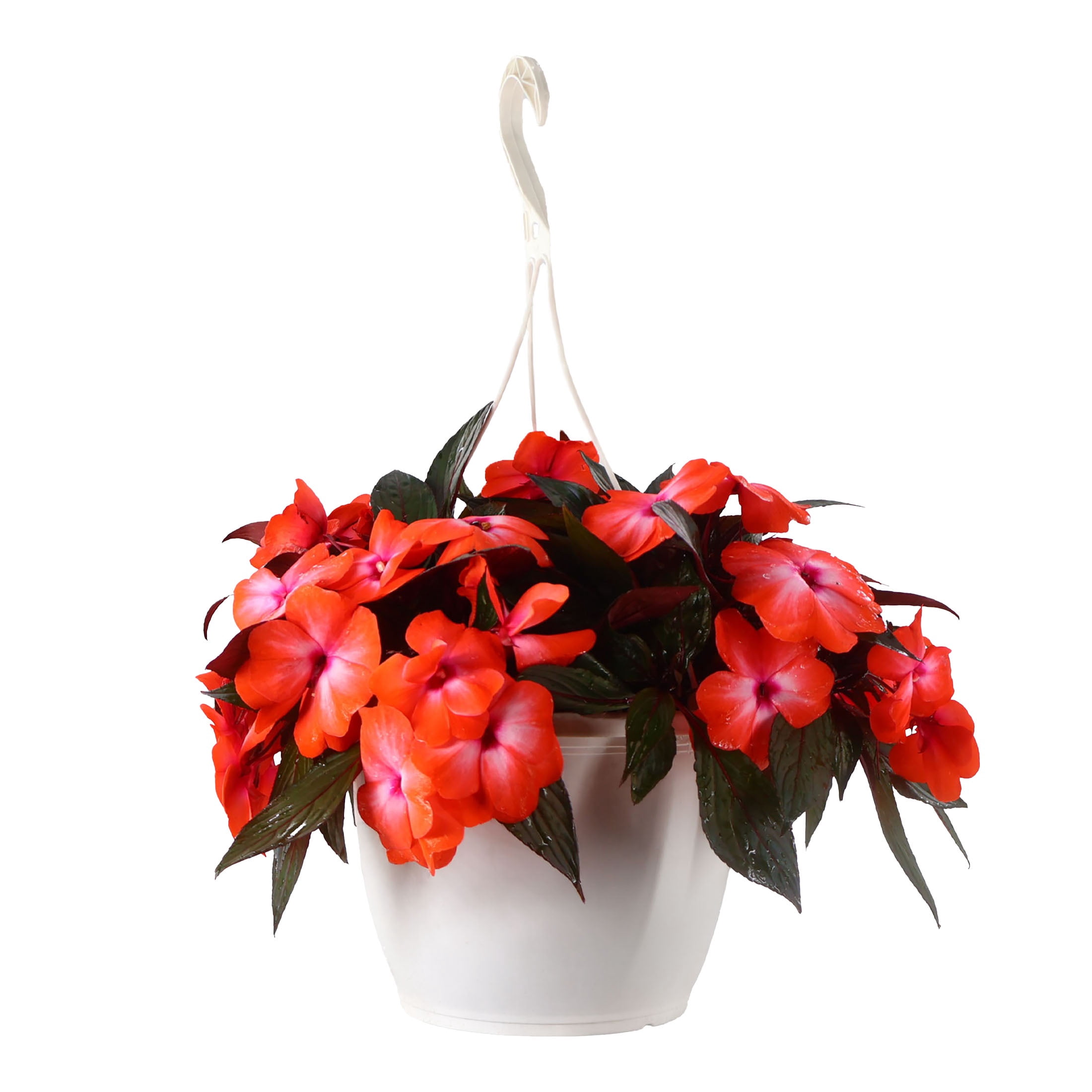 Hanging Baskets in Annuals - Walmart.com
