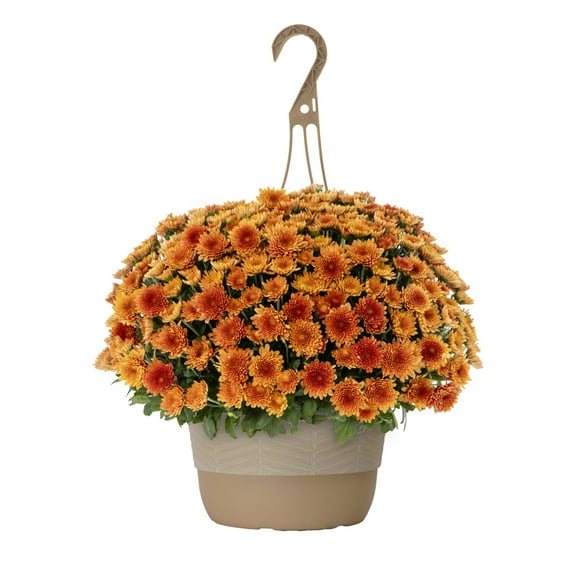 Better Homes & Gardens 1.5gal Orange Chrysanthemum Live Fall Plant Decorative Hanging Basket Sun