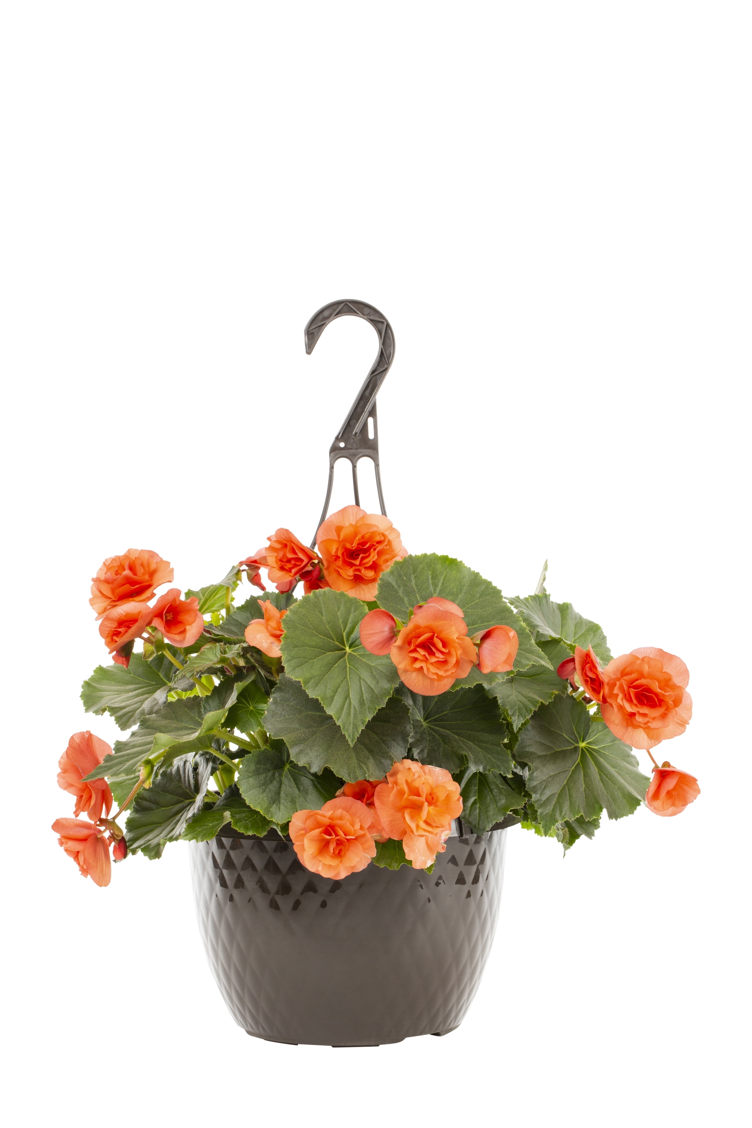 Expert Gardener 1.5G Orange Tuberous Begonia Live Plant Hanging Basket
