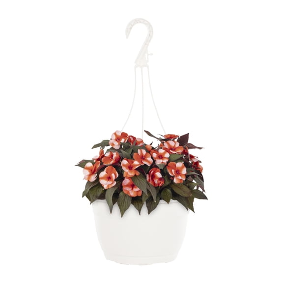 Expert Gardener 1.5gal Orange White New Guinea Impatien Live Annual Plant Hanging Basket Shade