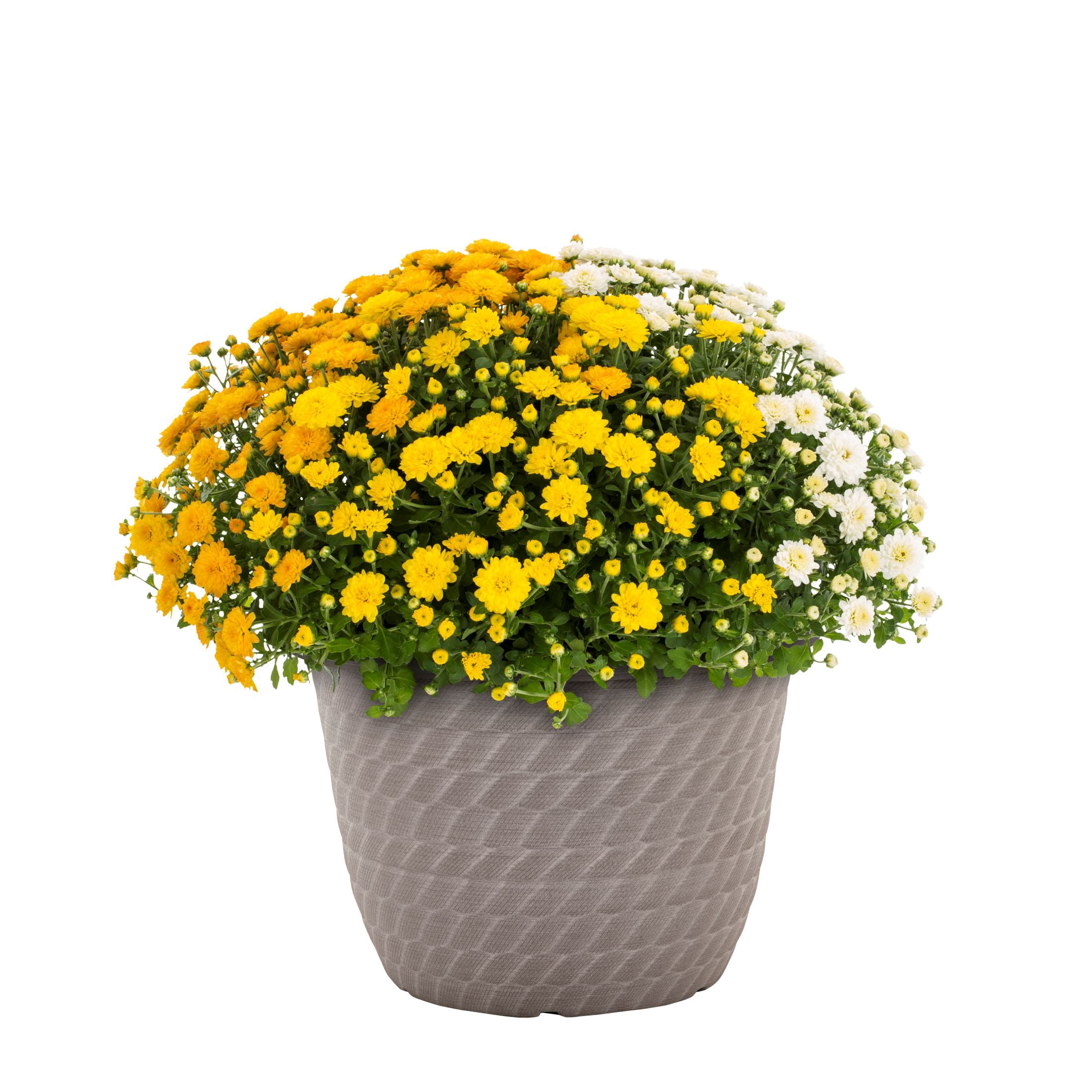 Expert Gardener 1.5G Orange White Yellow Mum Live Plant Decorative Pot Full Sun