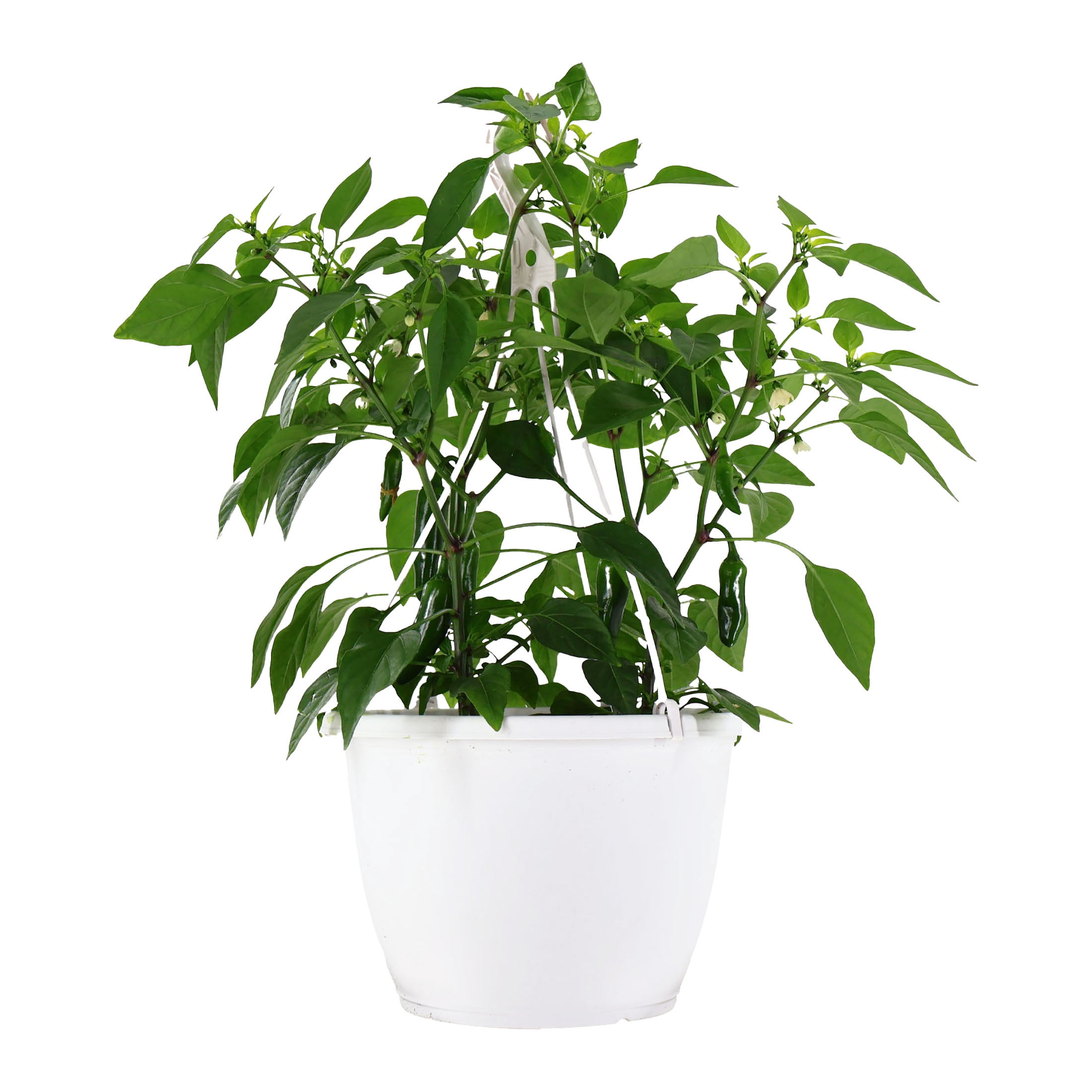 Giant Jalapeno Plant