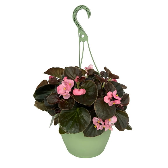 Expert Gardener 1.5G Pink Begonia Hanging Basket Live Plant Part Sun