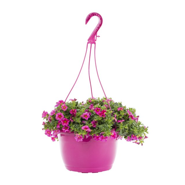 Expert Gardener 1.5G Pink Calibrachoa Live Plant Hanging Basket Full