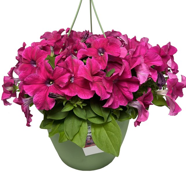 Expert Gardener 1.5G Pink Petunia Hanging Basket Live Plant Sun