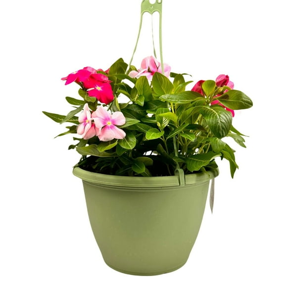 Expert Gardener 1.5G Pink Red White Combo Vinca Hanging Basket Live Plant Sun