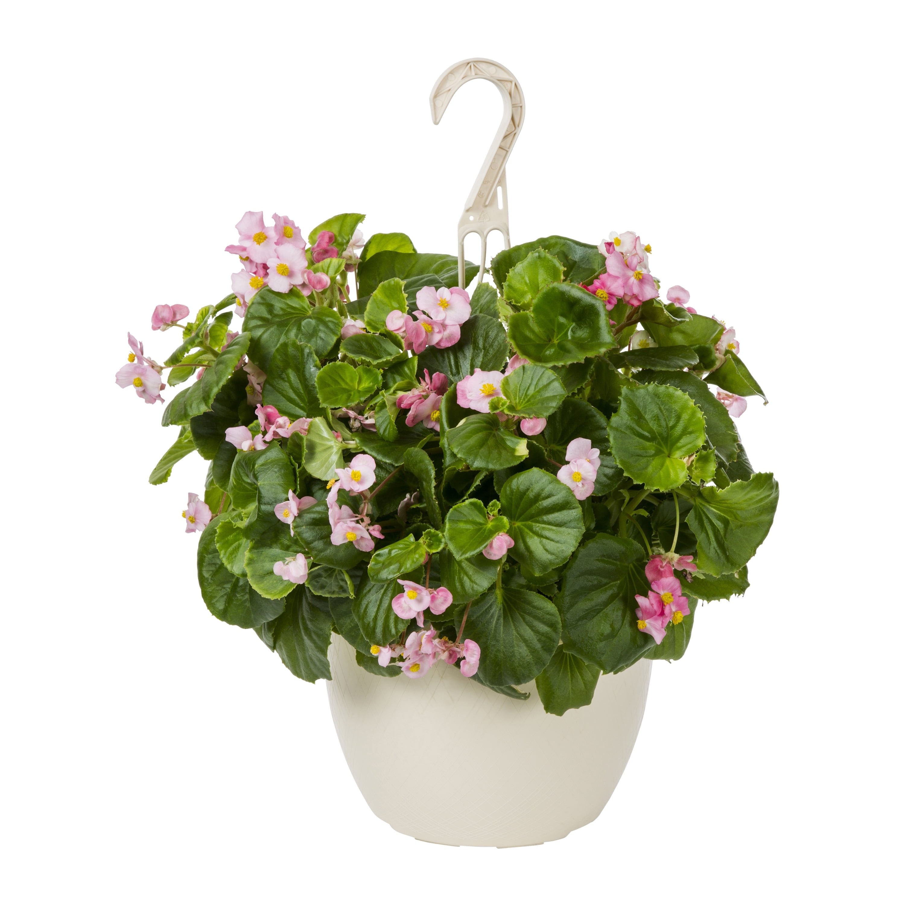 Expert Gardener 1.5G Pink Tuberous Begonia Live Plant Hanging Basket