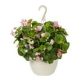 Expert Gardener 1.5G Pink Tuberous Begonia Live Plant Hanging Basket