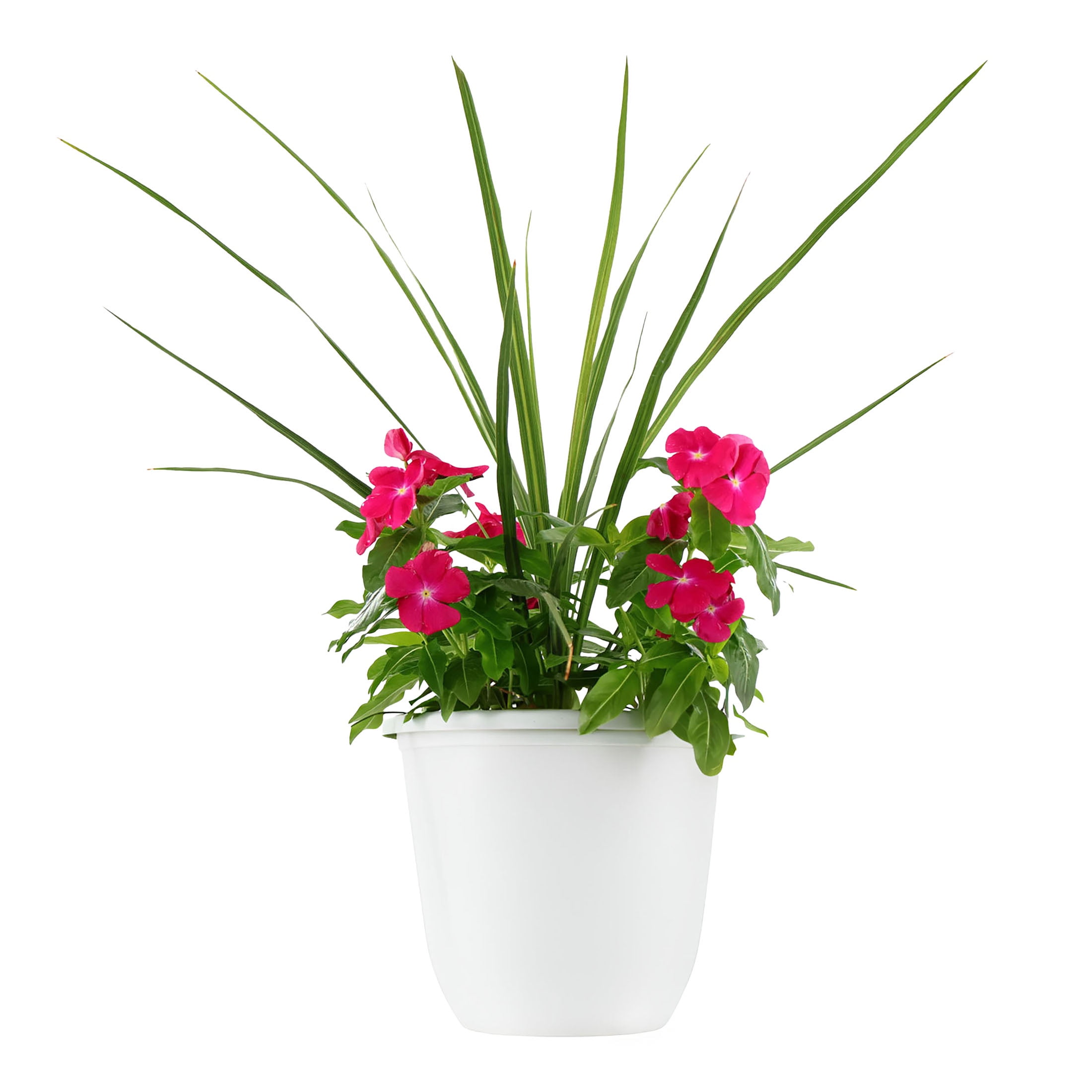 Expert Gardener 18" Pink Vinca Spike Combo Live Plants in 8.5" Decorative  Pot Full Sun - Walmart.com