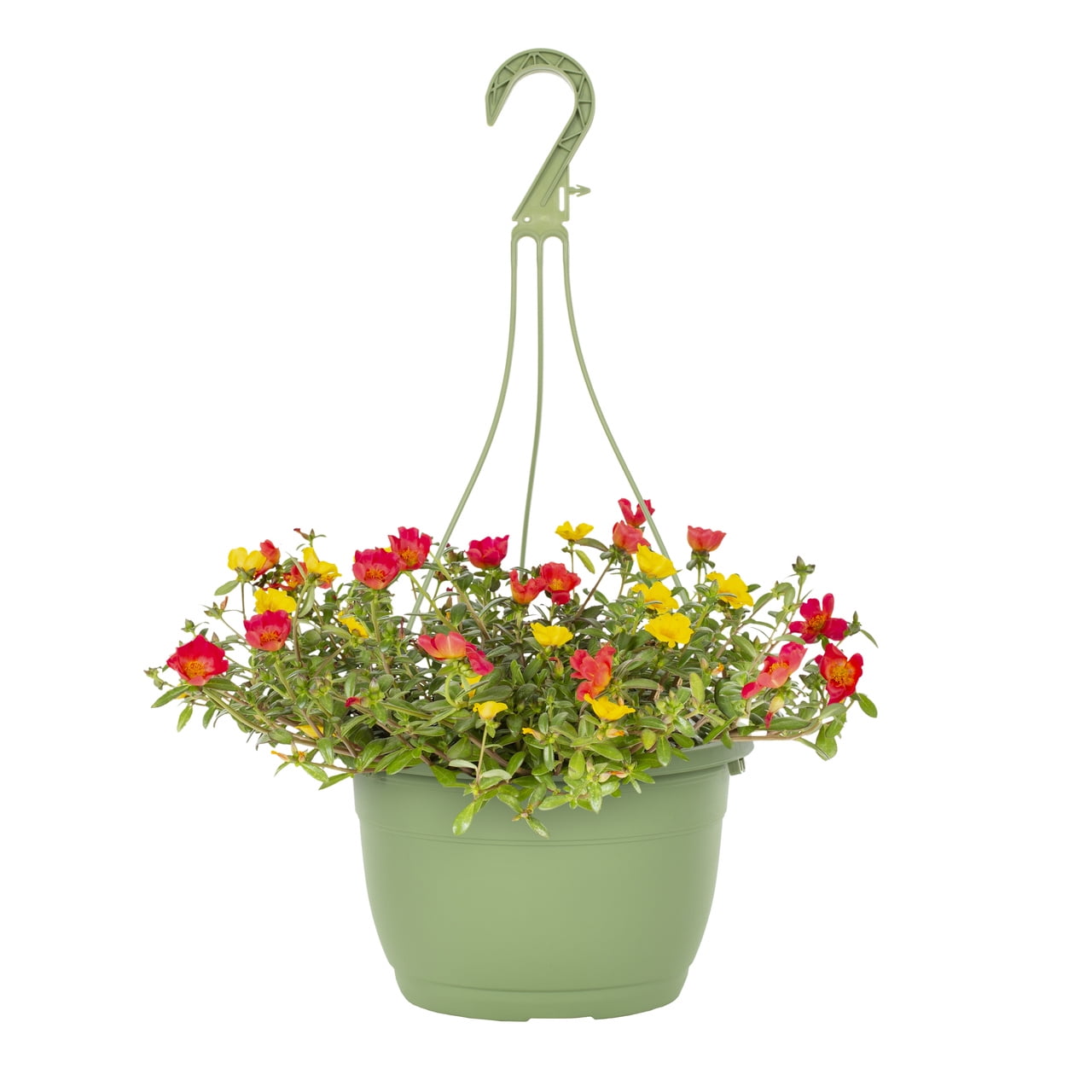 Expert Gardener 1.5gal Multicolor Portulaca Live Annual Plant Hanging Basket Sun