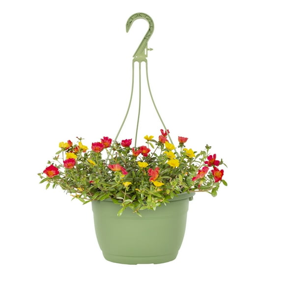 Expert Gardener 1.5gal Multicolor Portulaca Live Annual Plant Hanging Basket Sun