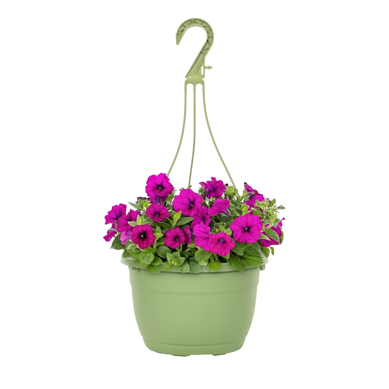 Expert Gardener 1.5G Purple Petunia Annual Full Sun Live Plant (1-Pack) with Hanging Basket