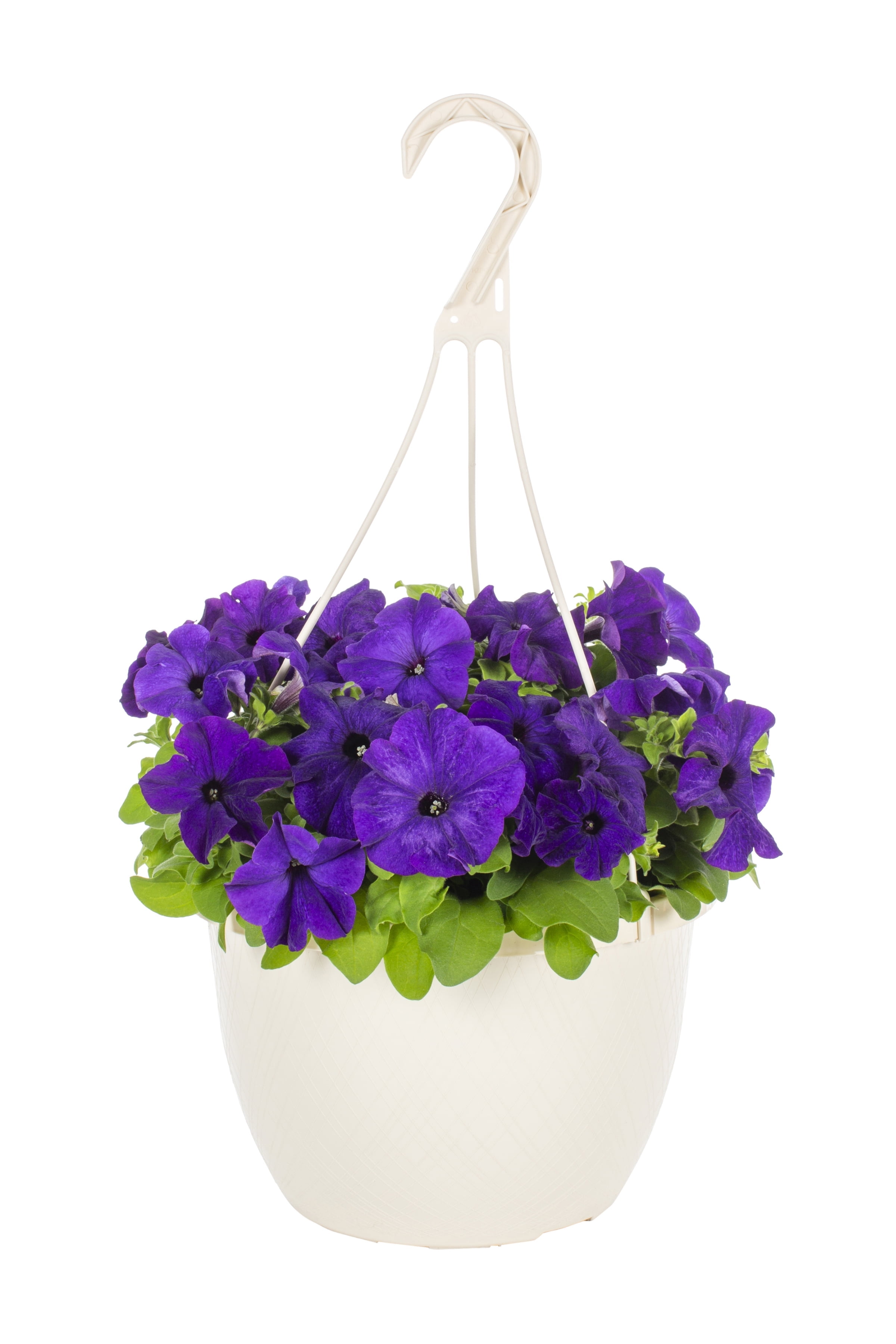 Expert Gardener 1.5G Purple Petunia Live Plant Hanging Basket Full Sun