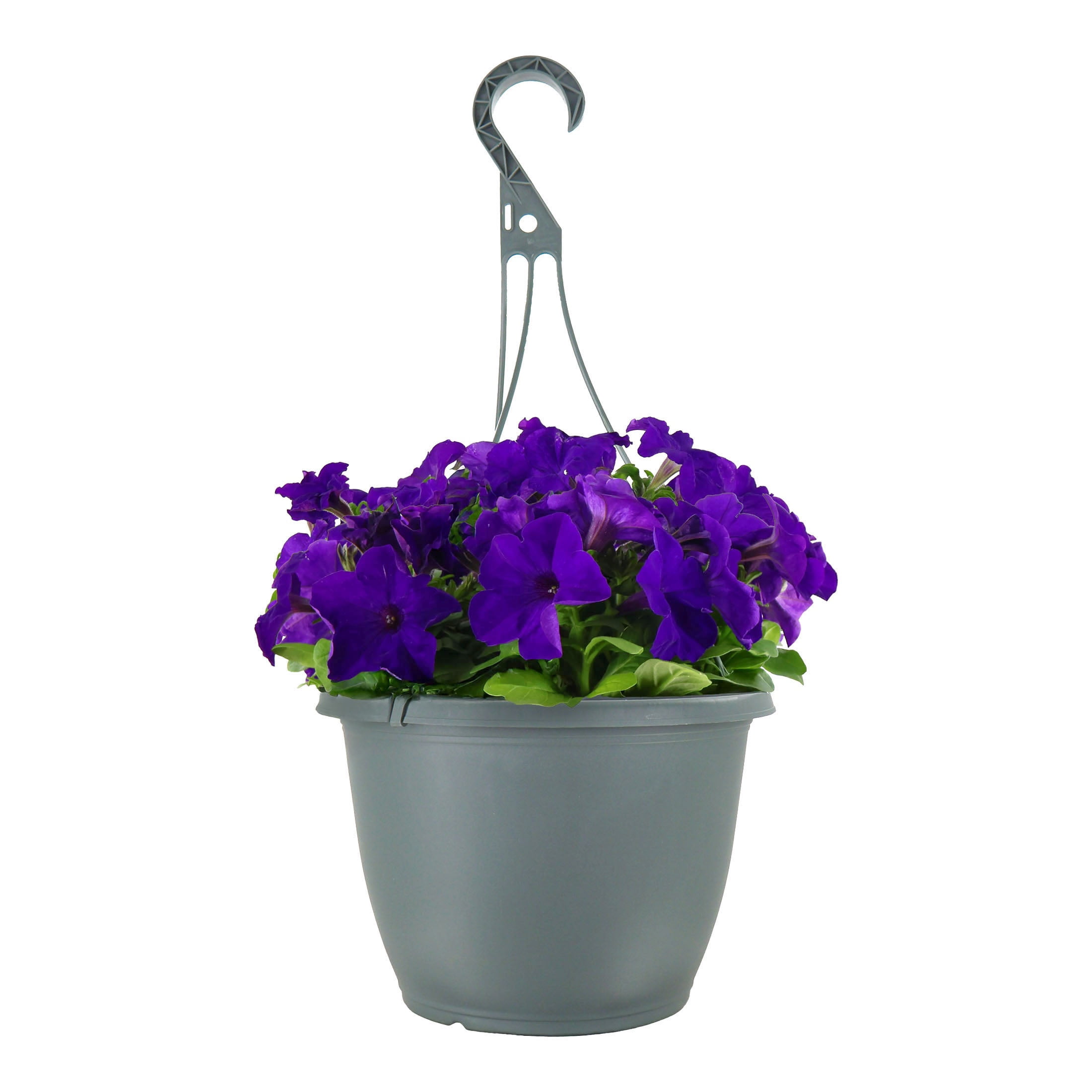ficus indoor plant Buy Ficus benjamina: Cultivate Serenity with the Weeping Fig main image 1