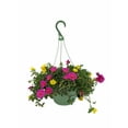 thumbnail image 1 of Expert Gardener 1.5G Purslane Mixed Colors Live Plant Hanging Basket Full Sun, 1 of 18