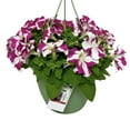 Expert Gardener 1.5G Raspberry Petunia Hanging Basket Live Plant Sun