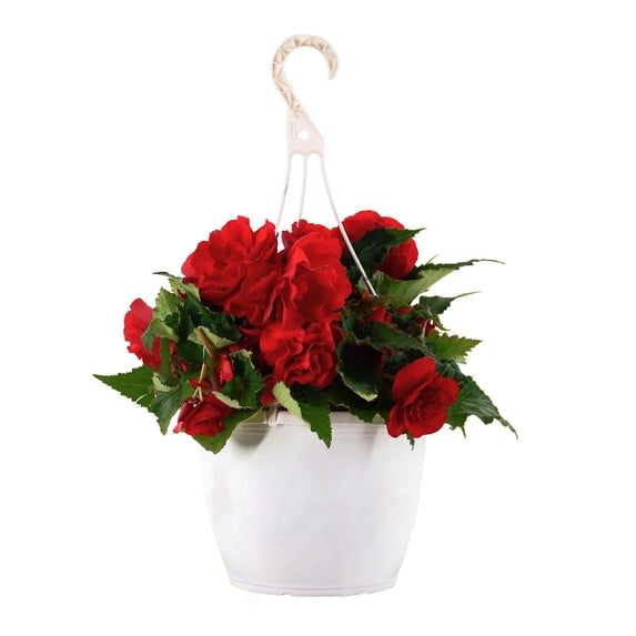 Expert Gardener 15" Red Begonia Live Plants in 7" Hanging Basket Partial Sun