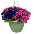 thumbnail image 1 of Expert Gardener 1.5G Red Pink Blue White Petunia Combo Hanging Basket Live Plant Sun, 1 of 5