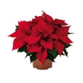 thumbnail image 1 of Expert Gardener 1.5G Red Poinsettia Live Plant, Indirect Sunlight, Potted, 1 of 3