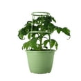 thumbnail image 1 of Expert Gardener 1.5G Red Tomato Roadster Live Plants Decorative Pot Sun, 1 of 6