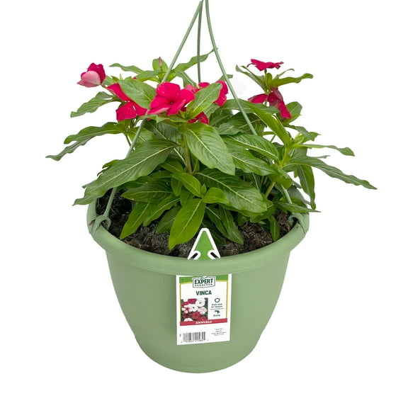 Expert Gardener 1.5G Red Vinca Hanging Basket Live Plant Sun