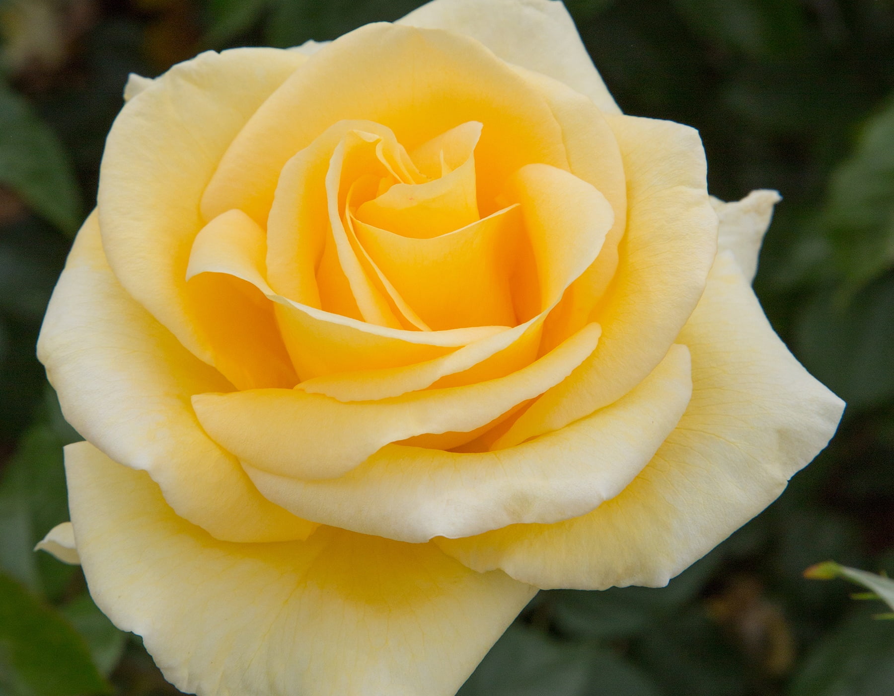 Expert Gardener 1.5G Rose Sunshine Daydream Live Shrubs Full