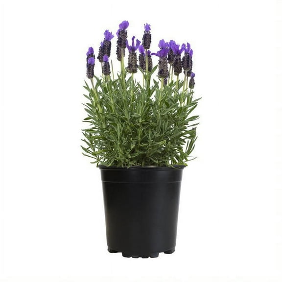 Expert Gardener 1.5G Spanish Lavender Live Plant Sun