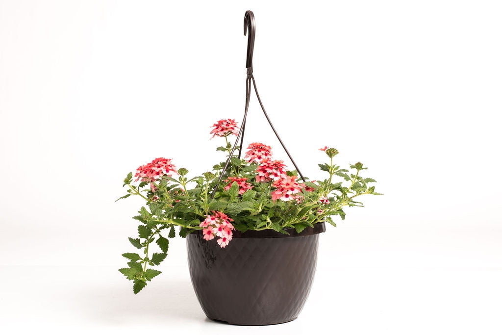 Expert Gardener 1.5G Verbena Hanging Basket Multicolors Annual Live ...