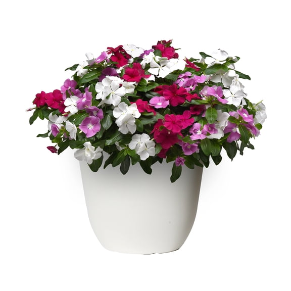 Expert Gardener 1.5G Vinca Live Plant Sun
