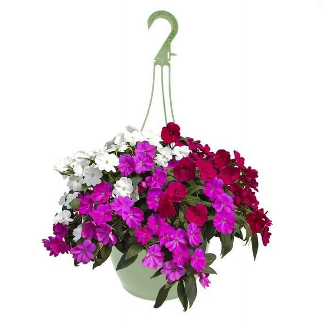 Expert Gardener 1.5G White Impatiens Hanging Basket Live Plant Shade