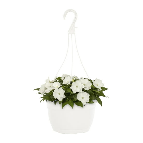 Expert Gardener 1.5gal White New Guinea Impatiens Live Annual Plant Hanging Basket Shade