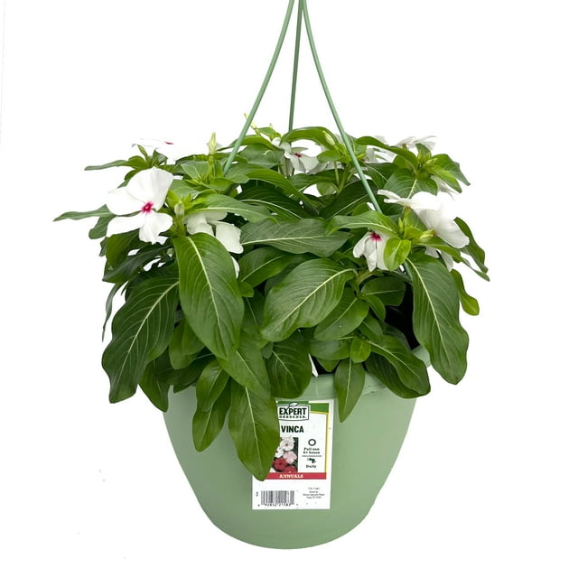Expert Gardener 1.5G White Red Vinca Hanging Basket Live Plant Sun