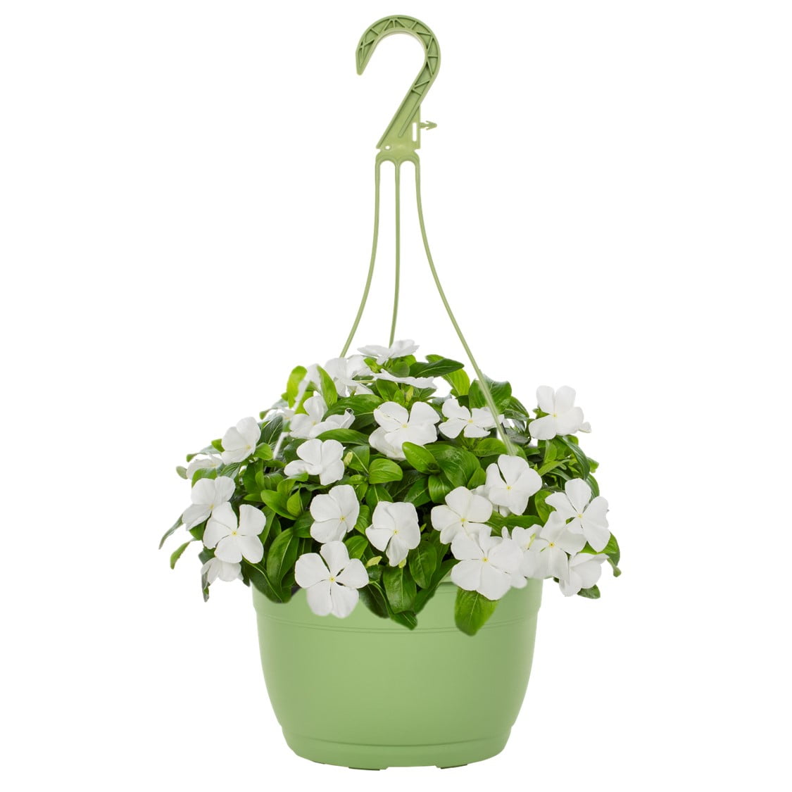 Expert Gardener 1.5G White Trailing Vinca Live Plants with Hanging