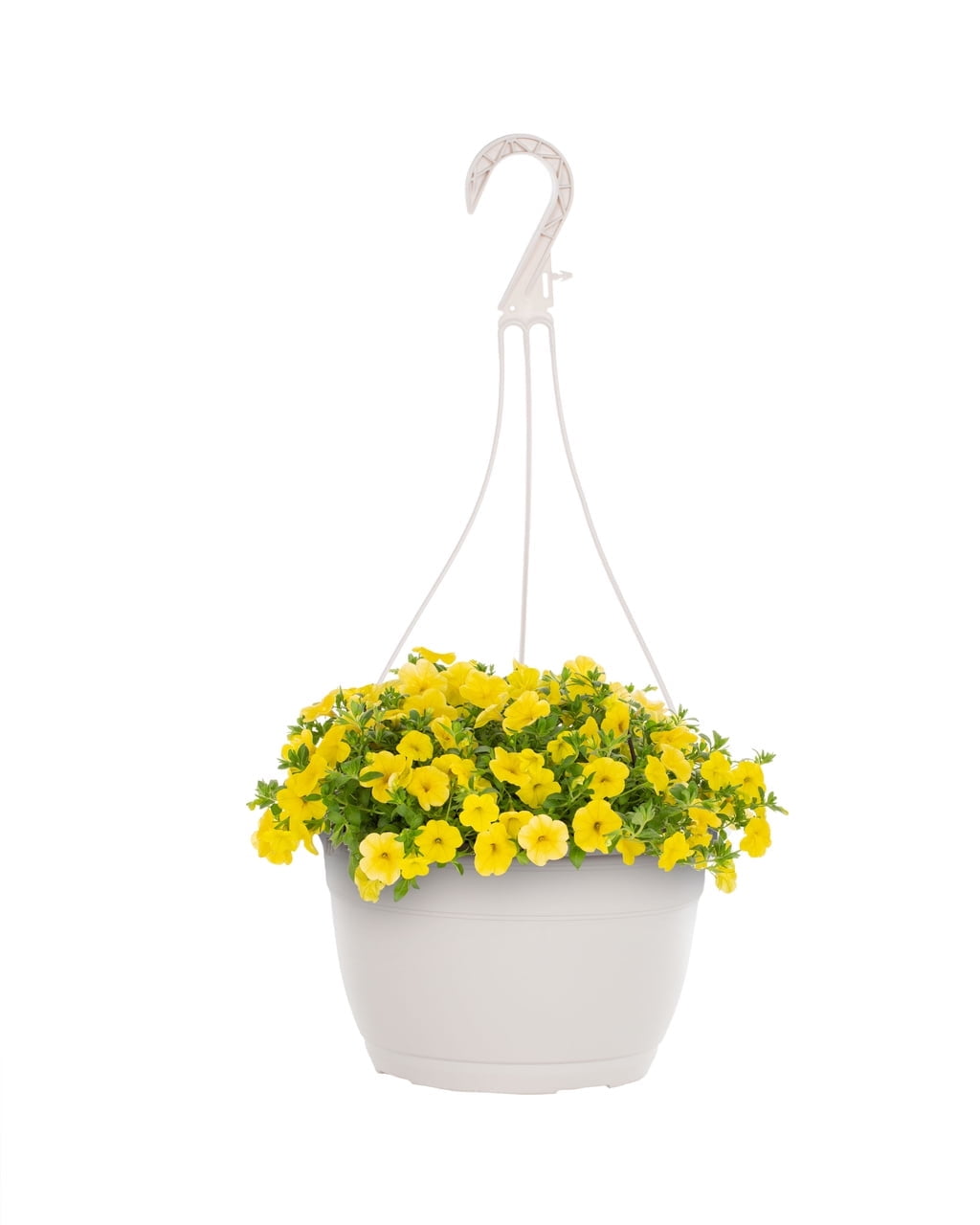 Expert Gardener 1.5G Yellow Calibrachoa Live Plant Hanging Basket Full