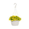 Expert Gardener 1.5G Yellow Calibrachoa Live Plant Hanging Basket Full