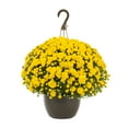 thumbnail image 1 of Expert Gardener 1.5G Yellow Garden Mum Live Plants with Hanging Basket Full Sun, 1 of 3