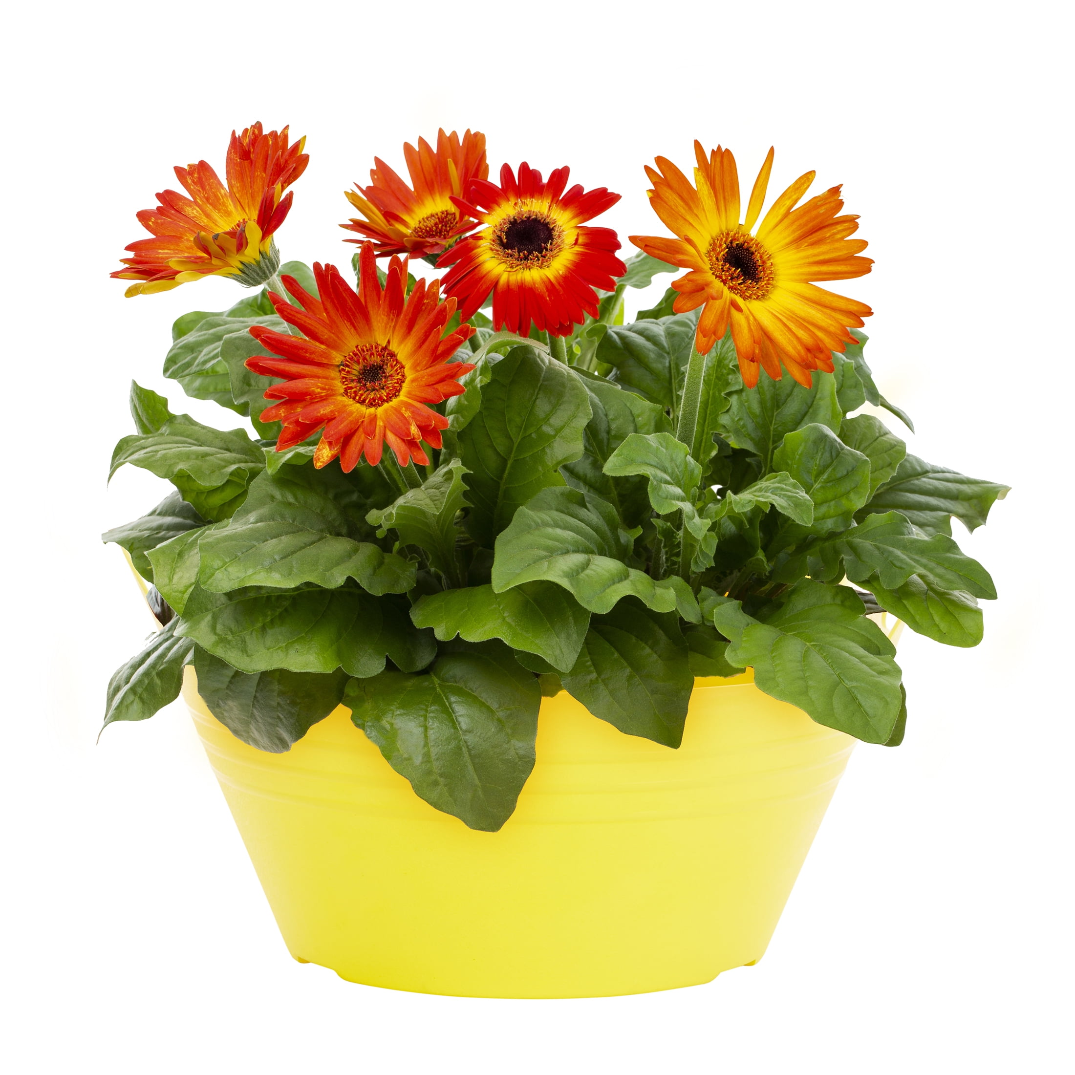 Expert Gardener 1.5GL Multicolor Gerbera Daisy Mix "Summer Daisy