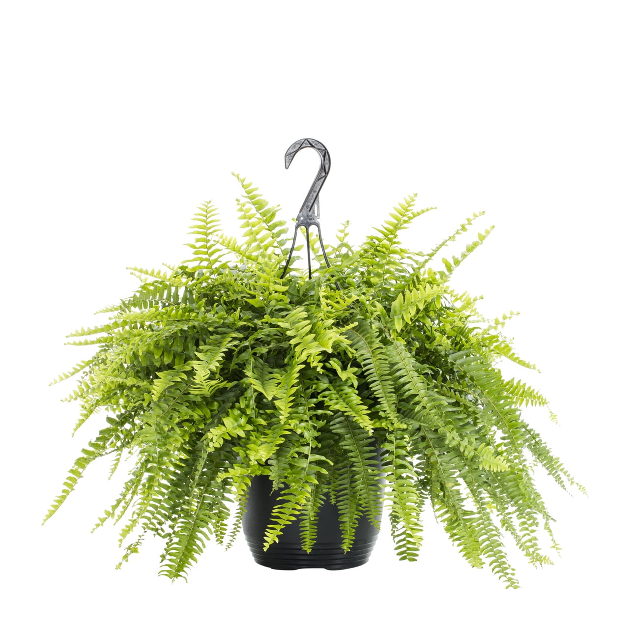 Expert Gardener 1.5gal Green Fern Live Annual Plant Hanging Basket