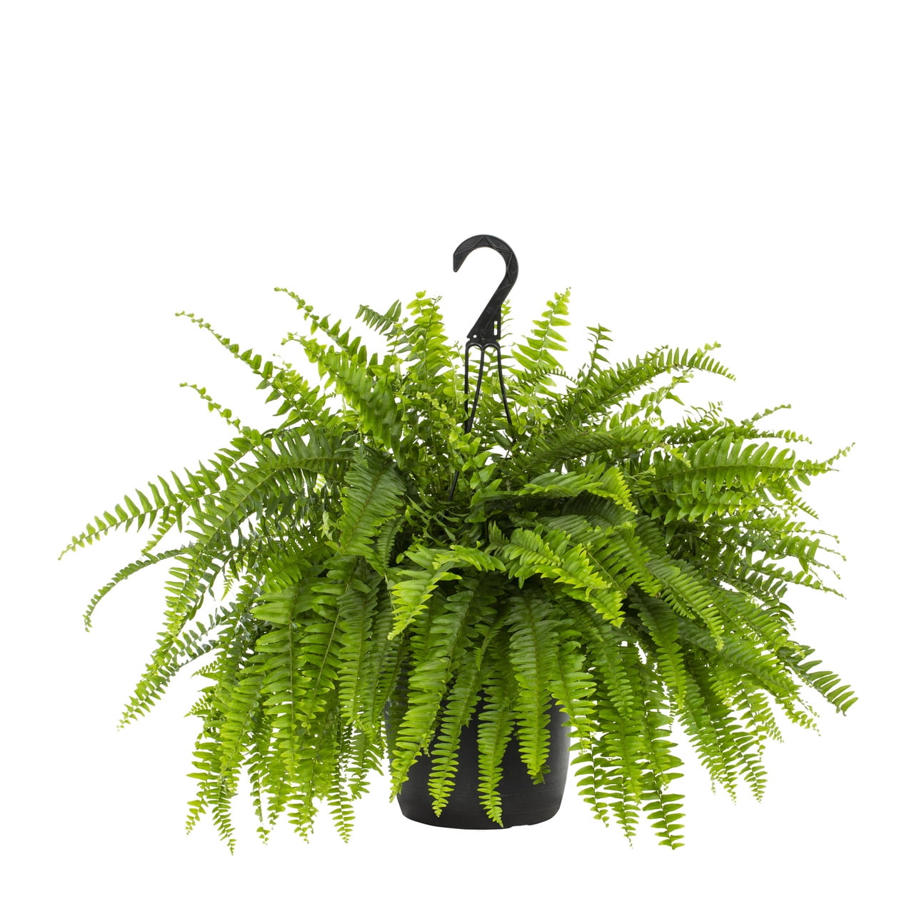 Hanging Baskets in Annuals - Walmart.com