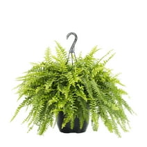 Expert Gardener 1.5Gal Green Fern Live Plant Hanging Basket Shade