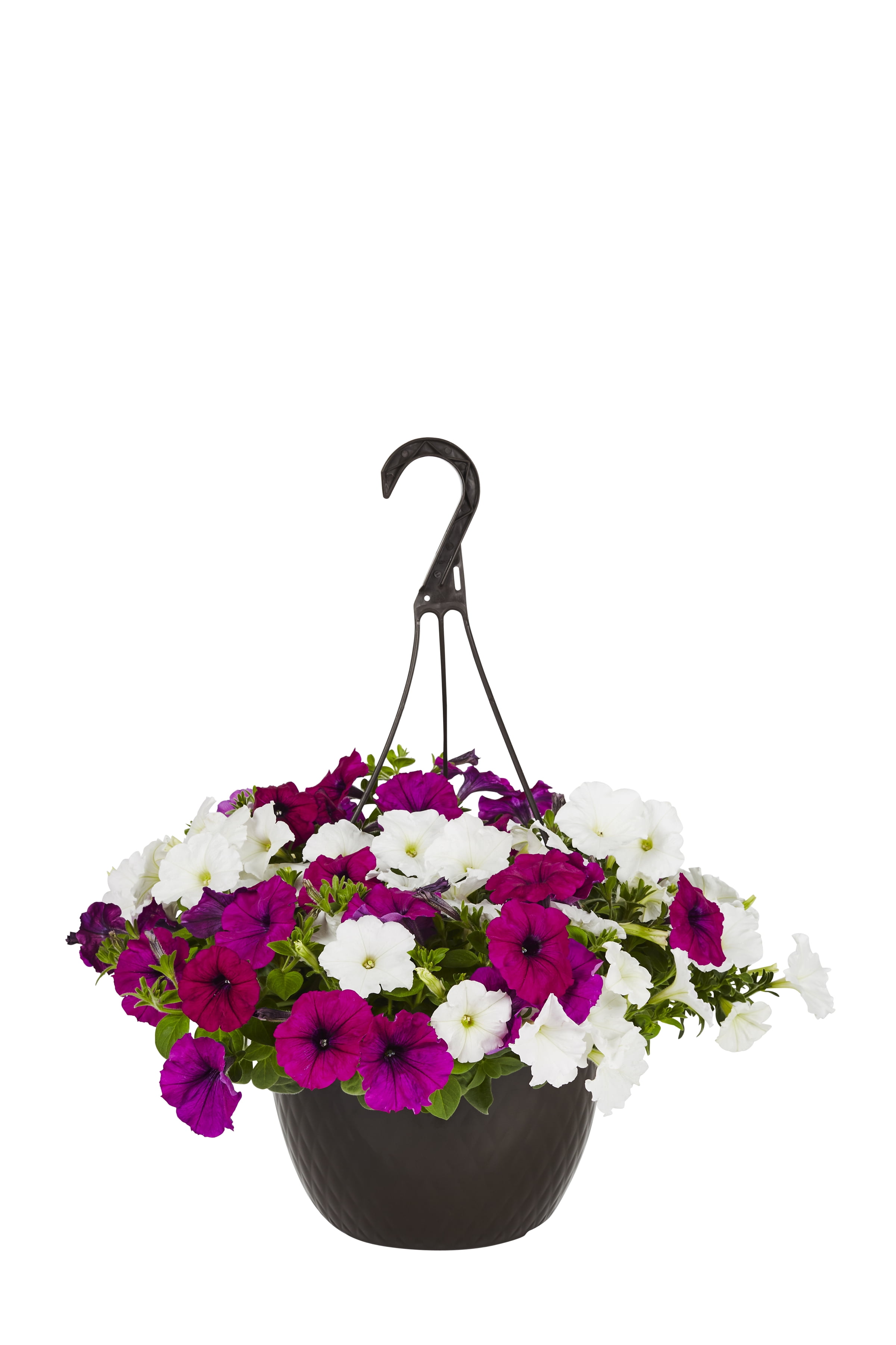 Expert Gardener 1.5Gal Multicolor Trailing Petunia Live Plant Hanging Basket Sun